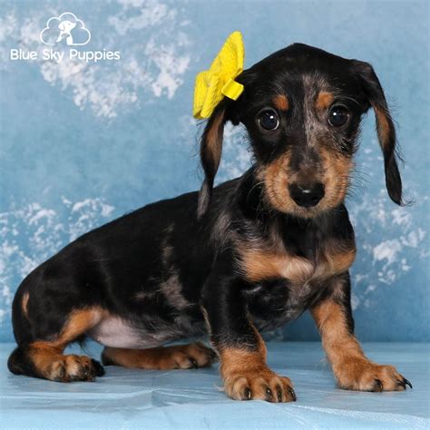 chanel dachshund